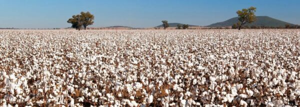 Campo di cotone
