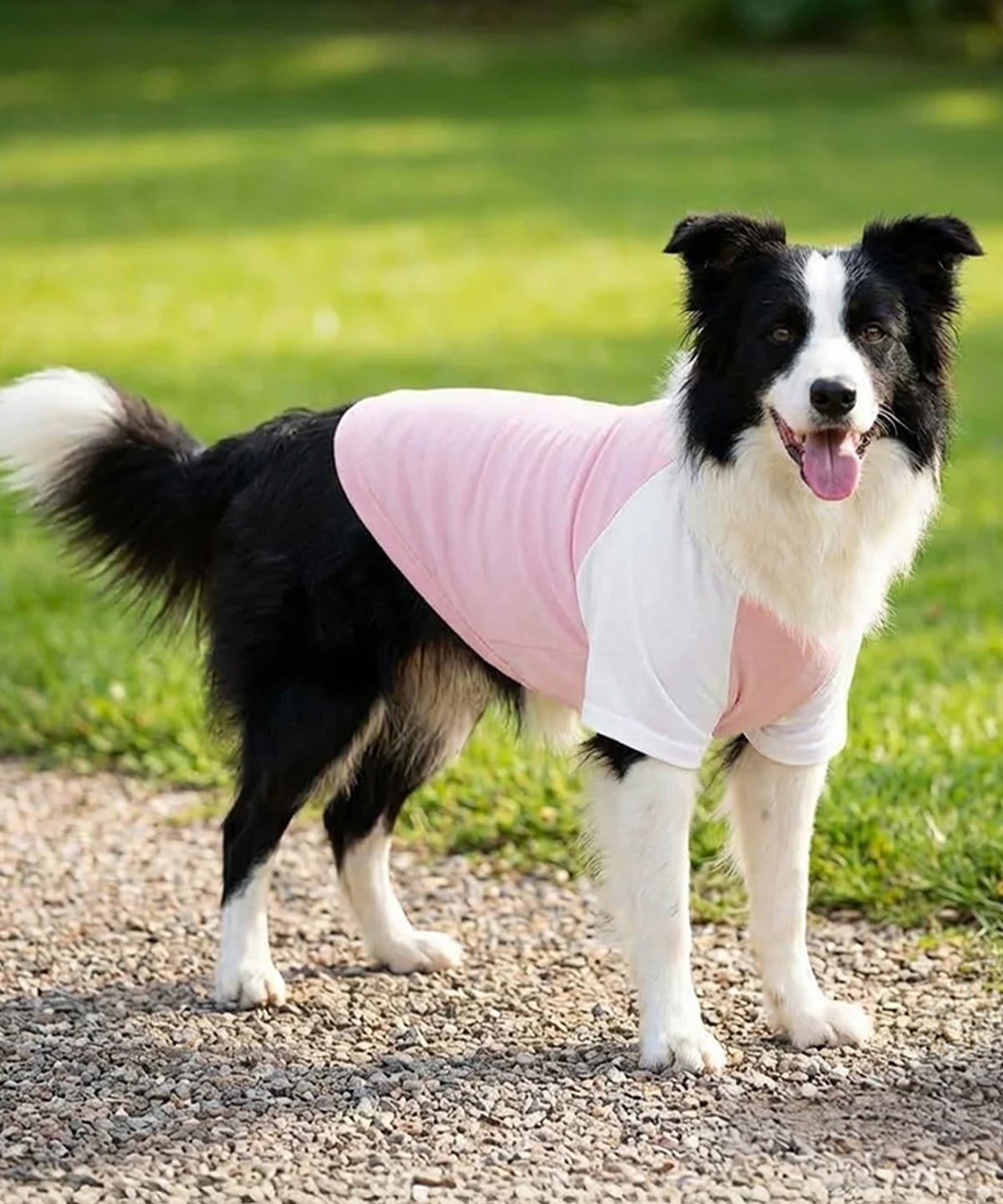 Maglietta raglan per cani - immagine 4