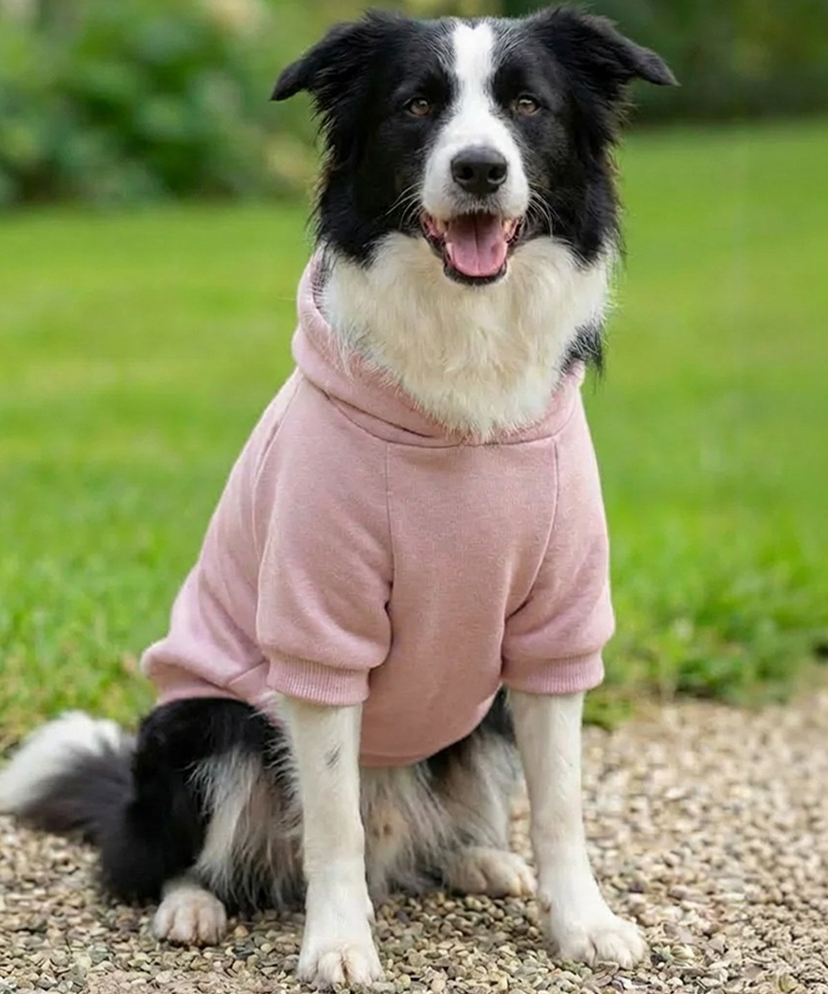 Felpa con cappuccio per cani - immagine 2