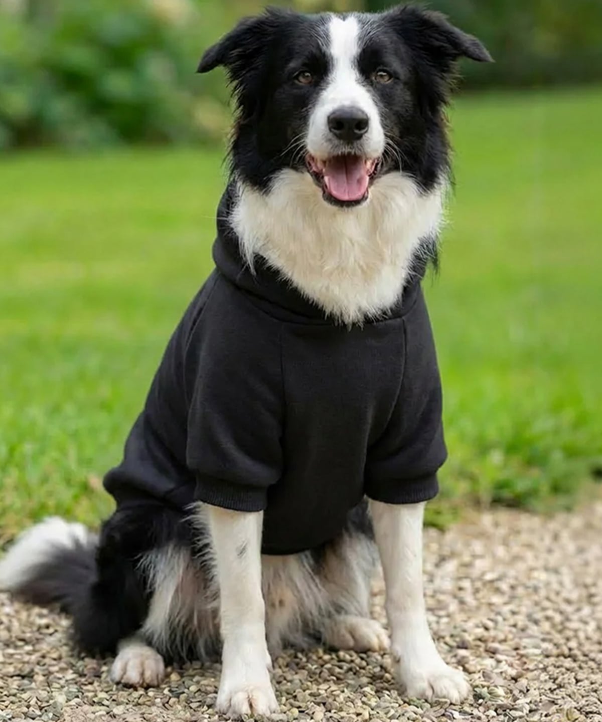 Felpa con cappuccio per cani - immagine 3
