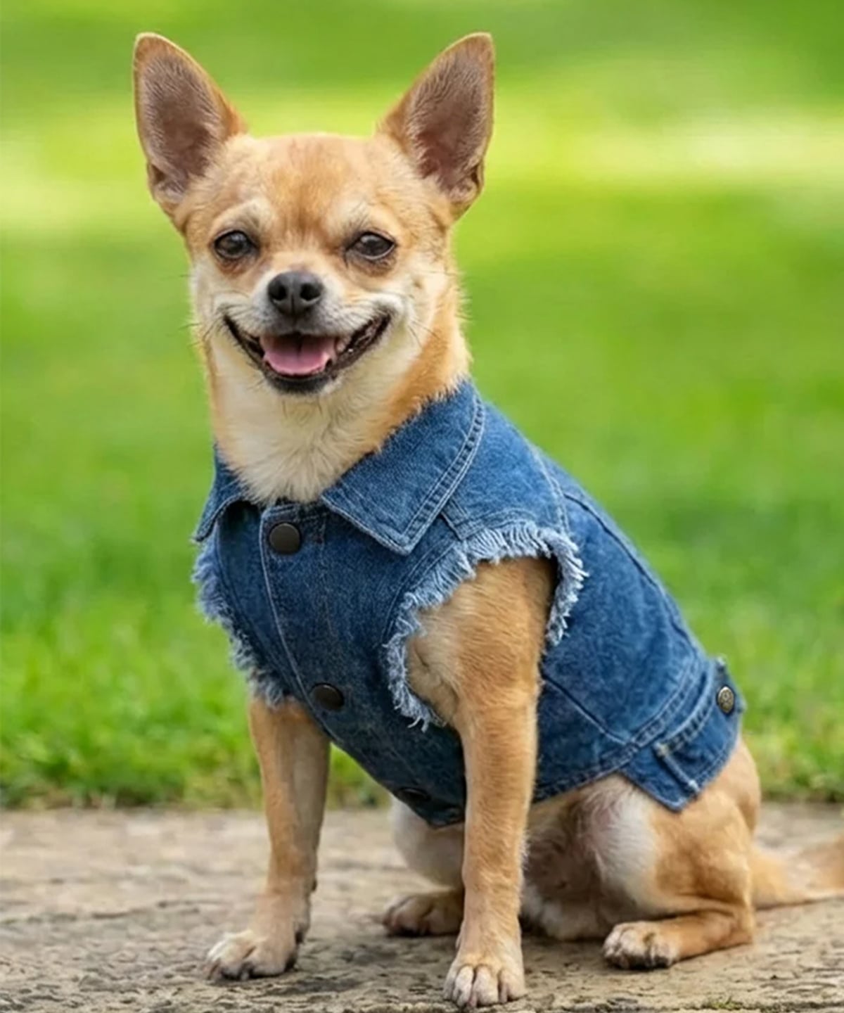 Giubbotto in jeans per cani - immagine 4