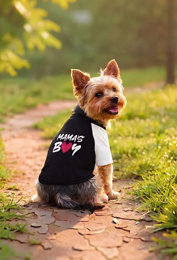Hero abbigliamento personalizzato cani